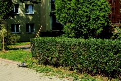 realizacje_pielegnacja_zieleni